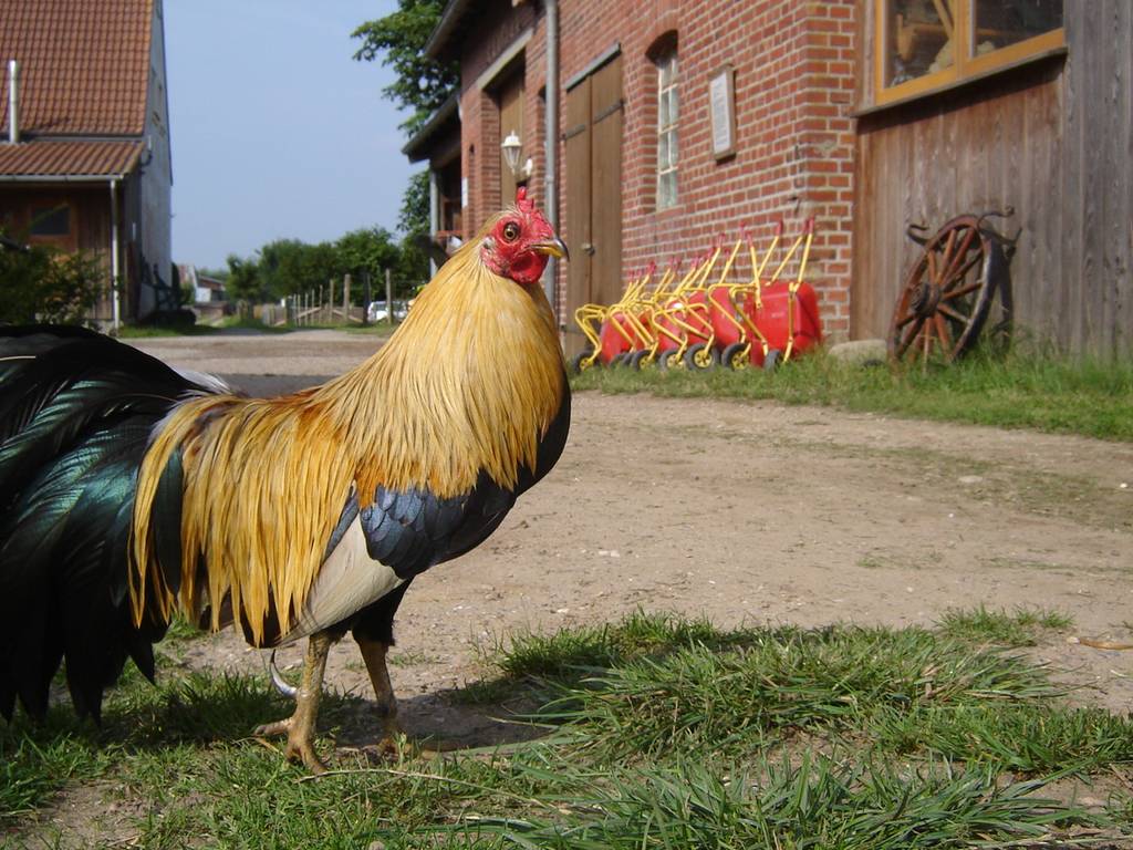 Holunderhof Helle Image