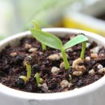 Aussaat im Januar Spinat