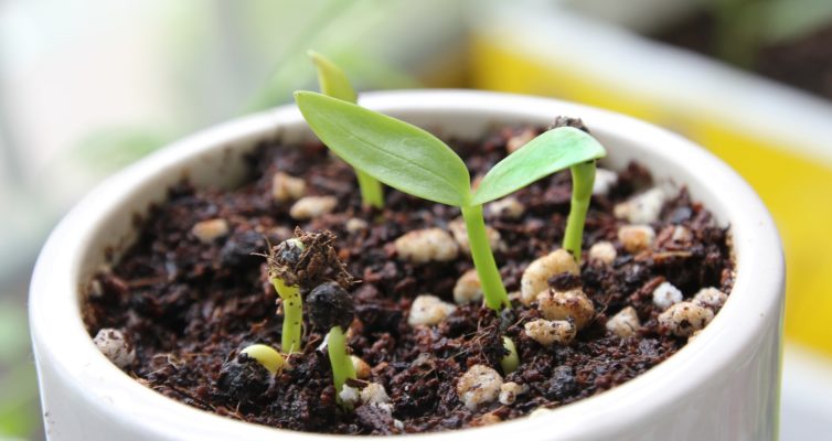 Aussaat im Januar Spinat